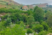 الغابية - تنورين - لبنان